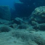 Gran Canaria Dive Sites - Mogan drift dive